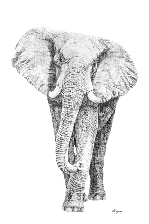 Elephant illustration - collaboration with La Fondation du Zoo de Granby