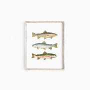 Rainbow Trout