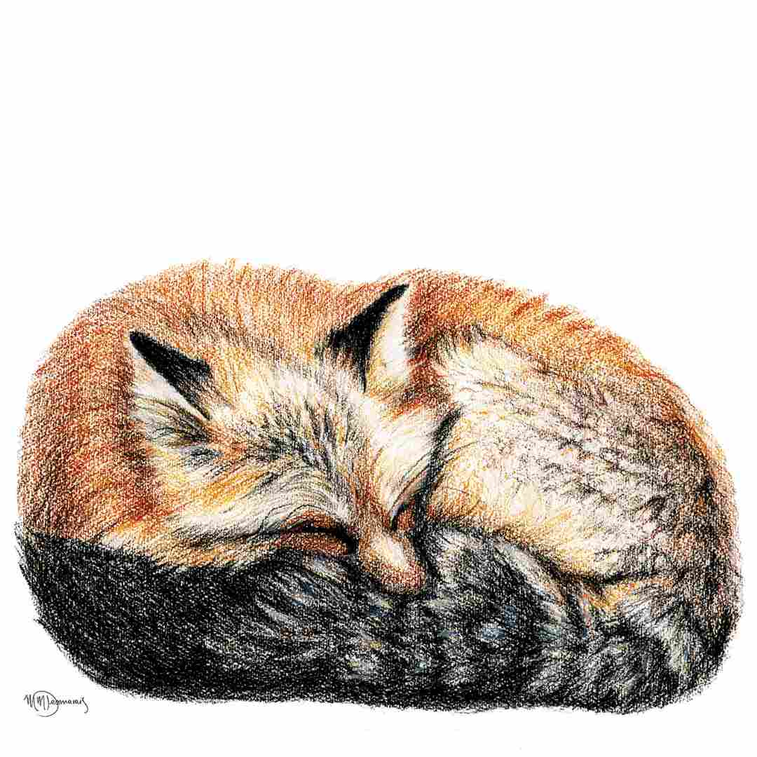 Fox sleeping - curled into a ball -  Colored Illustration