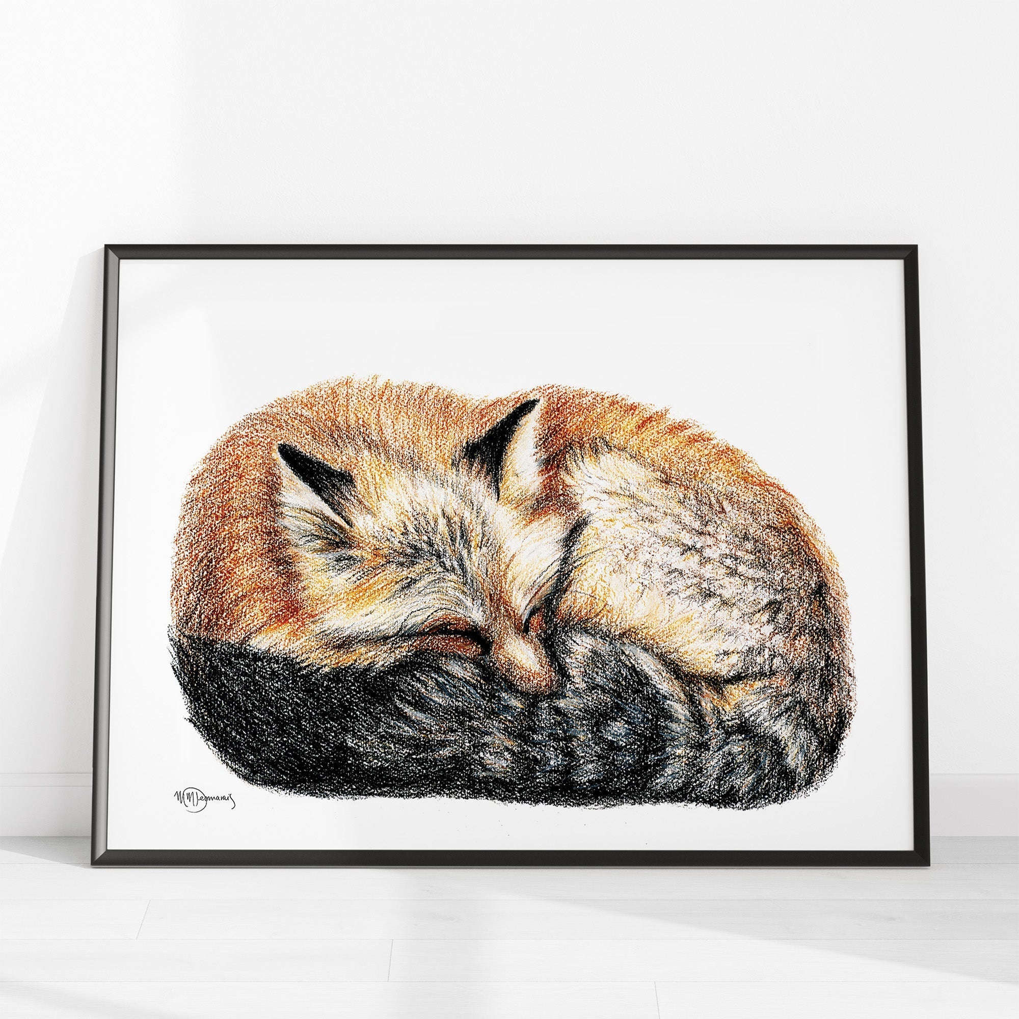 Fox sleeping - curled into a ball -  Colored Illustration