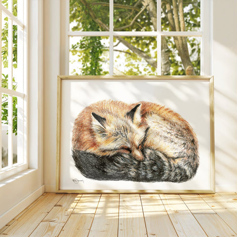 Fox sleeping - curled into a ball -  Colored Illustration