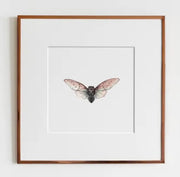 ElizabethAnnFrancis - Ghost Cicada (Ayuthia Spectacle) Print - Art Noise ElizabethAnnFrancis - Ghost Cicada (Ayuthia Spectacle) Print ElizabethAnnFrancis Fine Art Prints art-noise.myshopify.com elizabethannfrancis-ghost-cicada-ayuthia-spectacle-print-1 ElizabethAnnFrancis - Ghost Cicada (Ayuthia Spectacle) Print ElizabethAnnFrancis Fine Art Prints art-noise.myshopify.com elizabethannfrancis-ghost-cicada-ayuthia-spectacle-print-1
