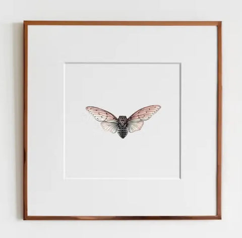 ElizabethAnnFrancis - Ghost Cicada (Ayuthia Spectacle) Print - Art Noise ElizabethAnnFrancis - Ghost Cicada (Ayuthia Spectacle) Print ElizabethAnnFrancis Fine Art Prints art-noise.myshopify.com elizabethannfrancis-ghost-cicada-ayuthia-spectacle-print-1 ElizabethAnnFrancis - Ghost Cicada (Ayuthia Spectacle) Print ElizabethAnnFrancis Fine Art Prints art-noise.myshopify.com elizabethannfrancis-ghost-cicada-ayuthia-spectacle-print-1