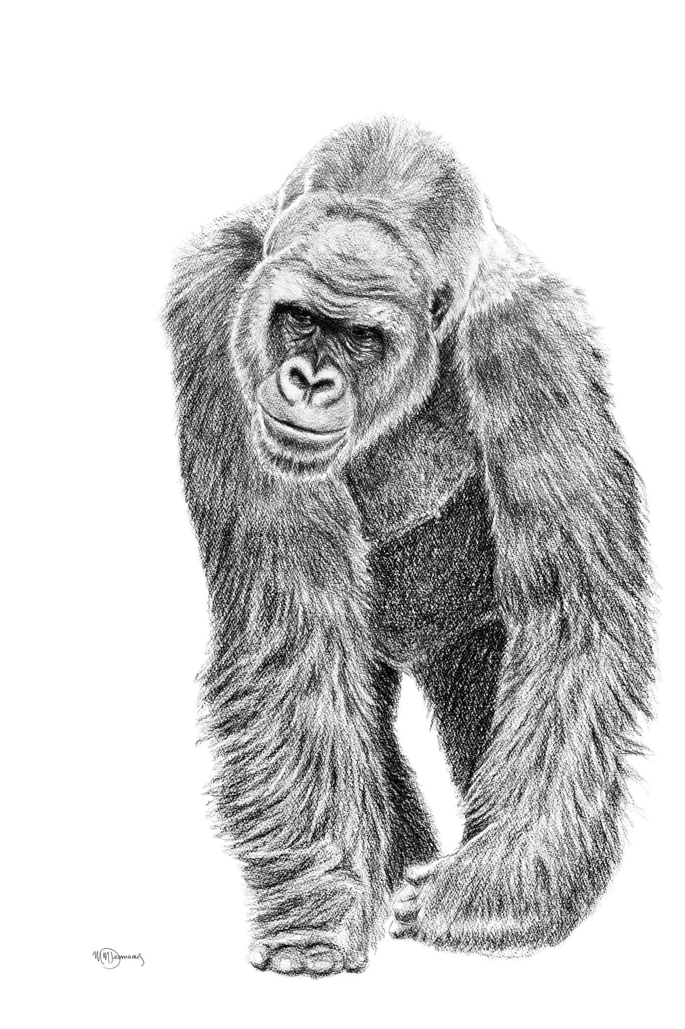  Gorilla illustration - collaboration with La Fondation du Zoo de Granby LE NID atelier illustration art-noise.myshopify.com gorilla-illustration-collaboration-with-la-fondation-du-zoo-de-granby