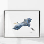 Great Blue Heron - illustration LE NID atelier illustration art-noise.myshopify.com great-blue-heron-illustration Great Blue Heron - illustration LE NID atelier illustration art-noise.myshopify.com great-blue-heron-illustration