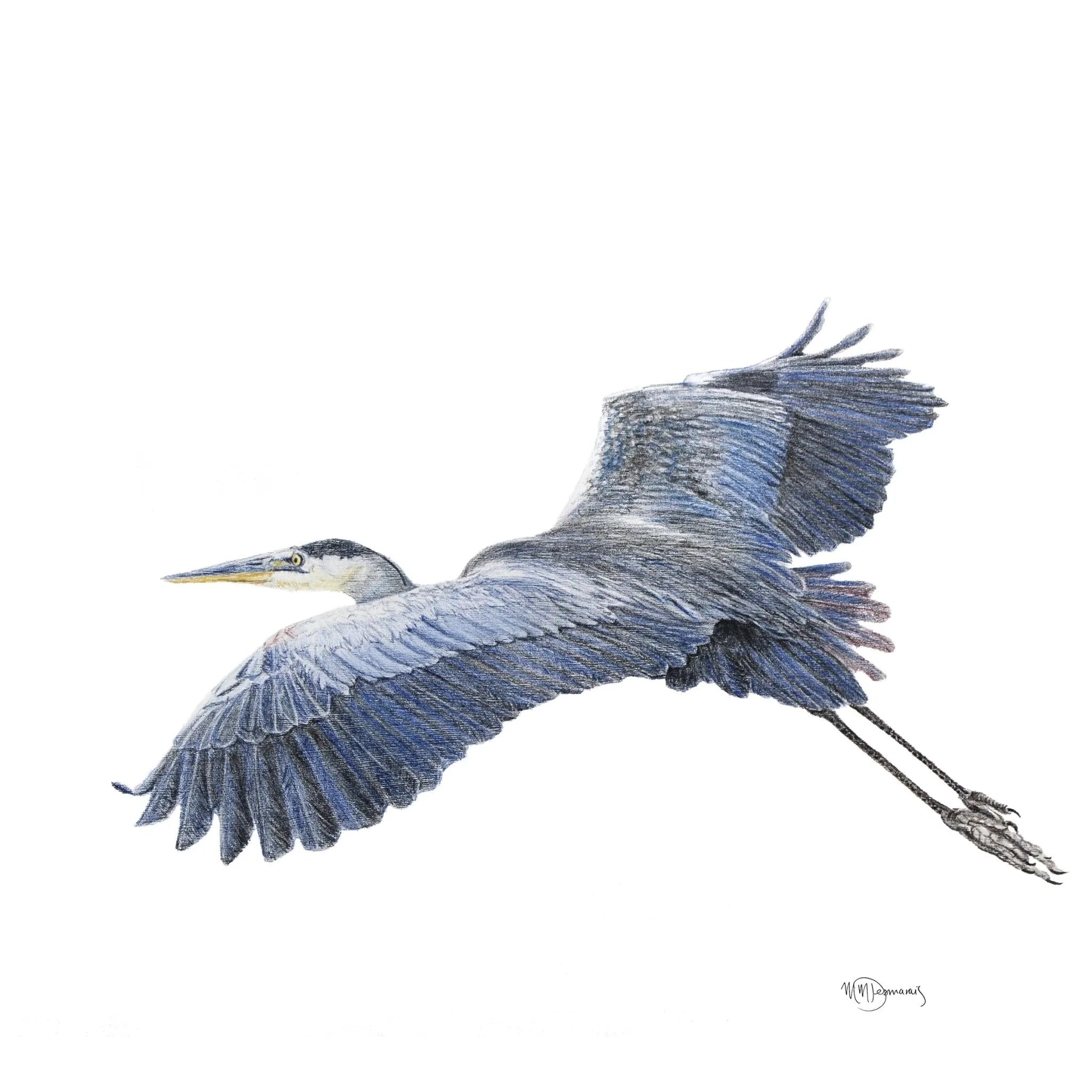 Great Blue Heron - illustration LE NID atelier illustration art-noise.myshopify.com great-blue-heron-illustration Great Blue Heron - illustration LE NID atelier illustration art-noise.myshopify.com great-blue-heron-illustration