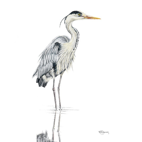 Heron NO 1 - Colored Blue Heron in water illustration