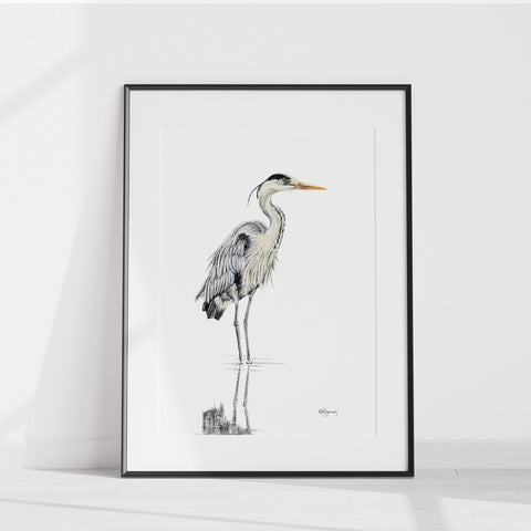 Heron NO 1 - Colored Blue Heron in water illustration