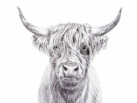 Highland Cow Portrait