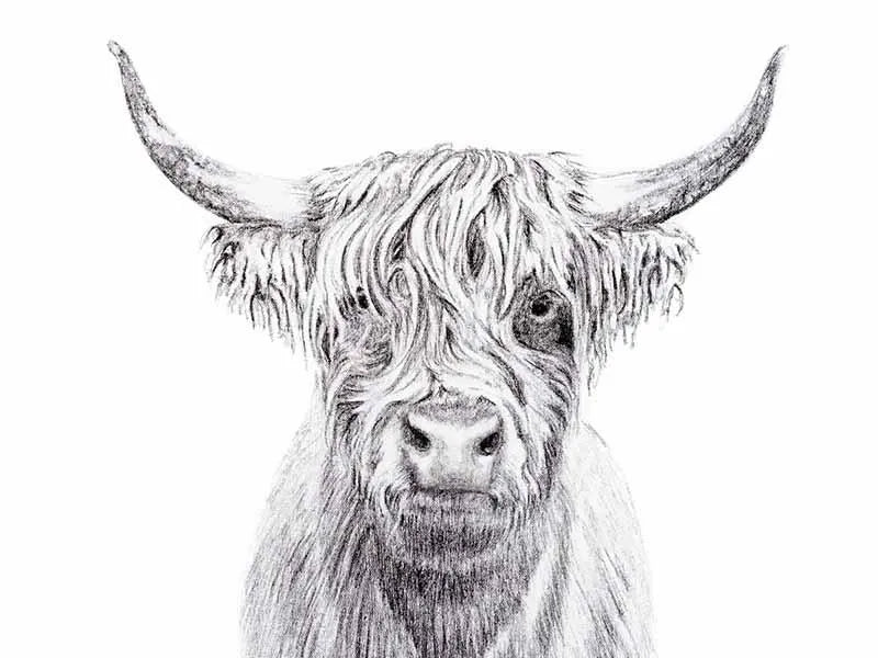 Highland Cow Portrait LE NID atelier illustration art-noise.myshopify.com highland-cow-portrait Highland Cow Portrait LE NID atelier illustration art-noise.myshopify.com highland-cow-portrait