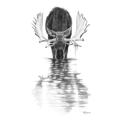 Moose in calm water