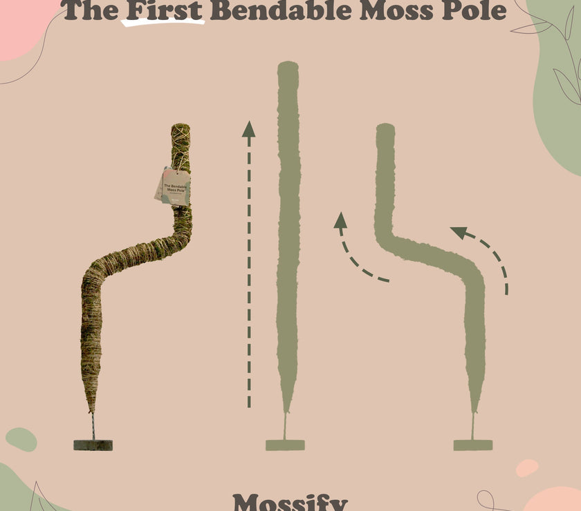The Original Bendable Moss Pole™ - Best Seller (Pins Included)