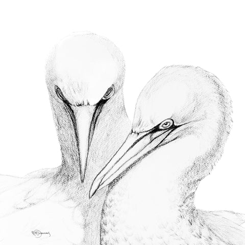 Northern Gannet - illustration