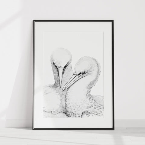 Northern Gannet - illustration