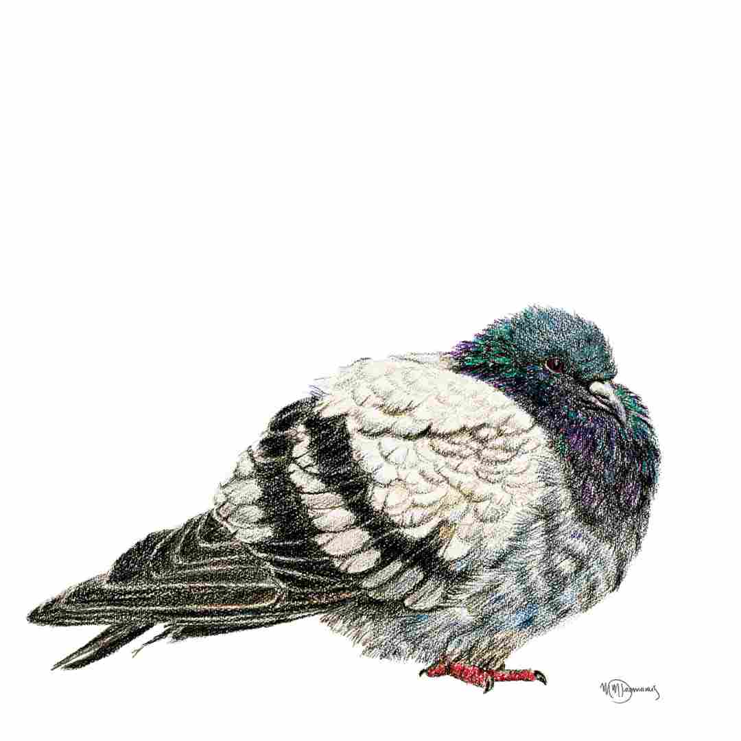 Pigeon Illustration