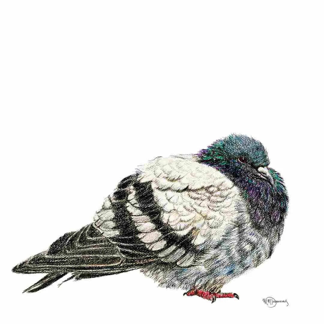 Pigeon Illustration LE NID atelier illustration art-noise.myshopify.com pigeon-illustration Pigeon Illustration LE NID atelier illustration art-noise.myshopify.com pigeon-illustration