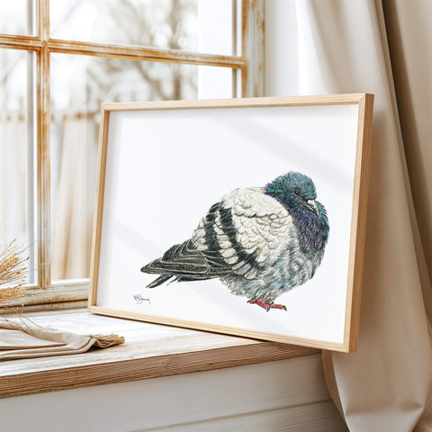 Pigeon Illustration