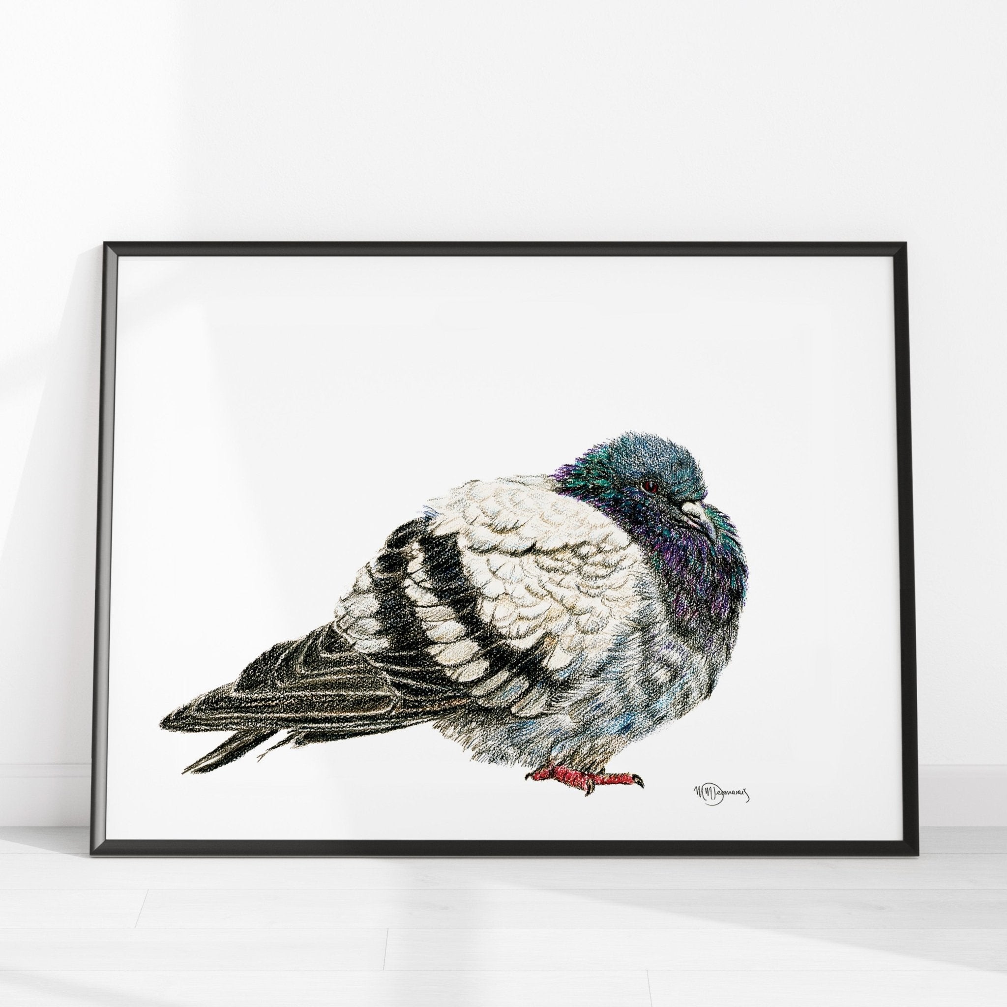 Pigeon Illustration