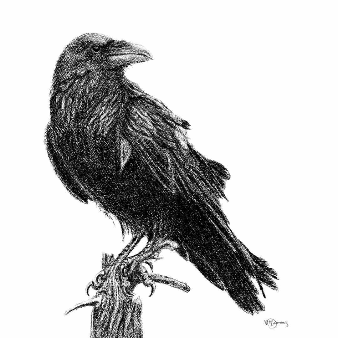Raven Illustration