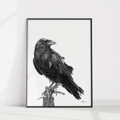 Raven Illustration