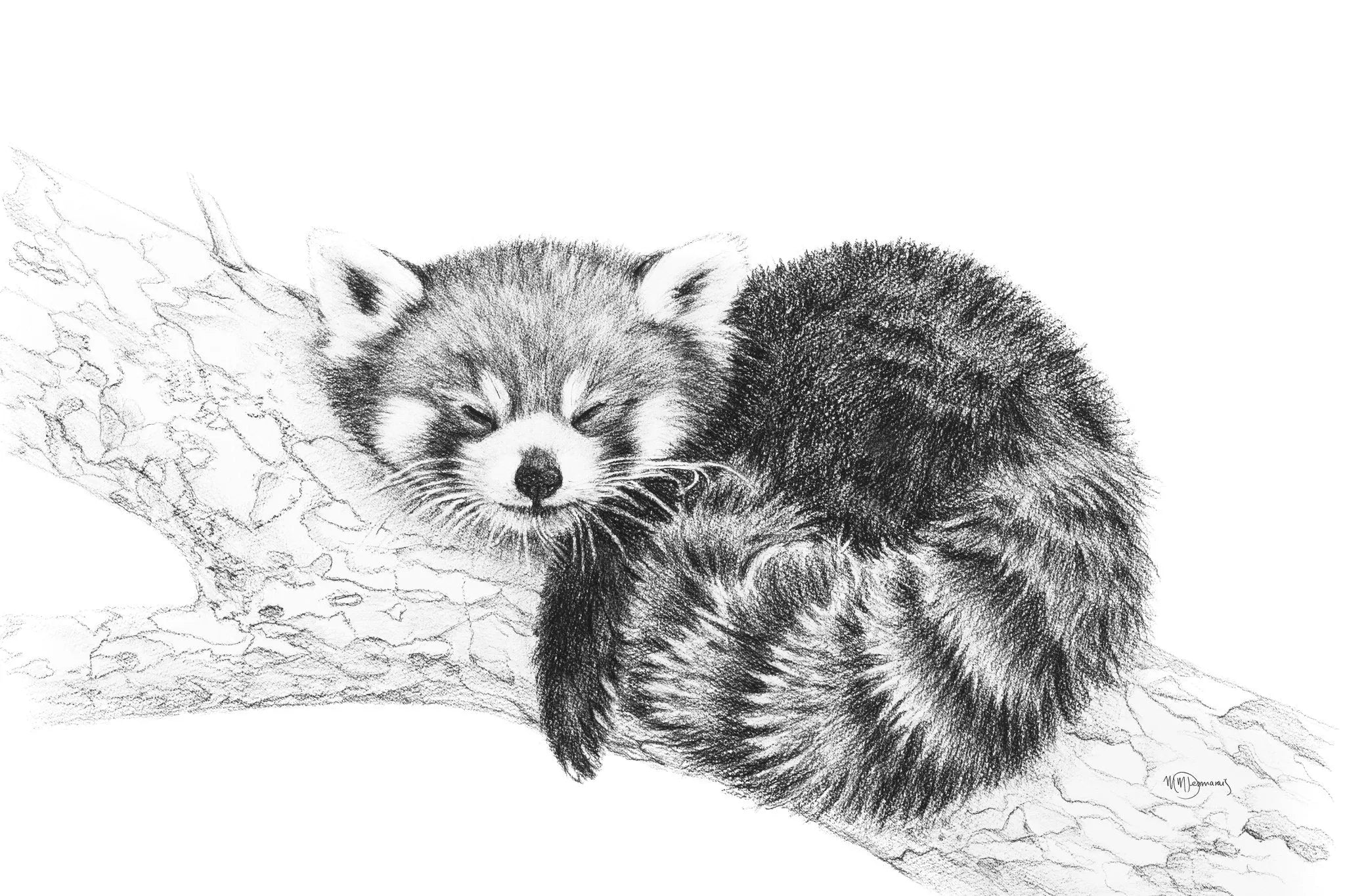  Red Panda illustration - collaboration with La Fondation du Zoo de Granby LE NID atelier illustration art-noise.myshopify.com red-panda-illustration-collaboration-with-la-fondation-du-zoo-de-granby
