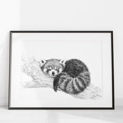  Red Panda illustration - collaboration with La Fondation du Zoo de Granby LE NID atelier illustration art-noise.myshopify.com red-panda-illustration-collaboration-with-la-fondation-du-zoo-de-granby