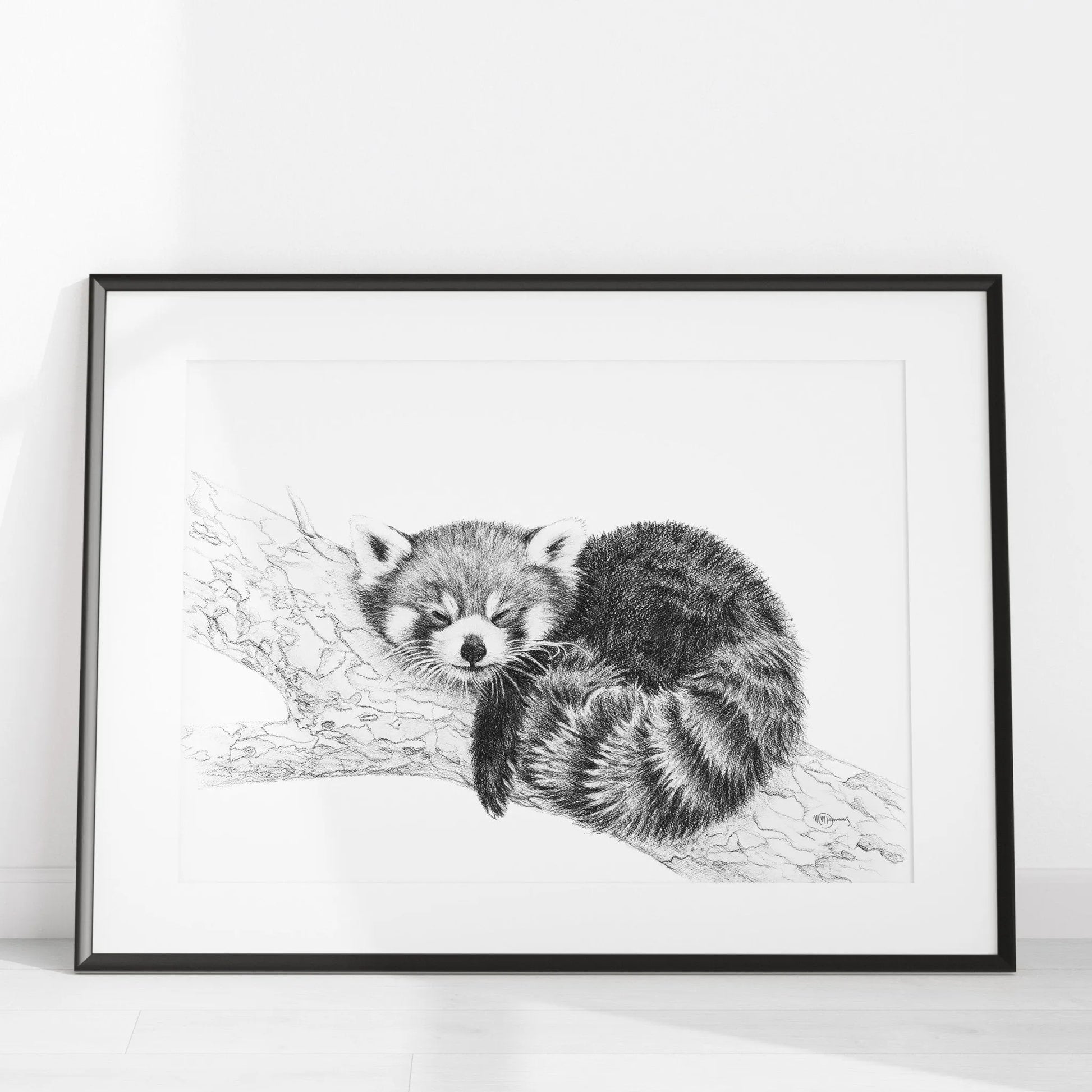  Red Panda illustration - collaboration with La Fondation du Zoo de Granby LE NID atelier illustration art-noise.myshopify.com red-panda-illustration-collaboration-with-la-fondation-du-zoo-de-granby