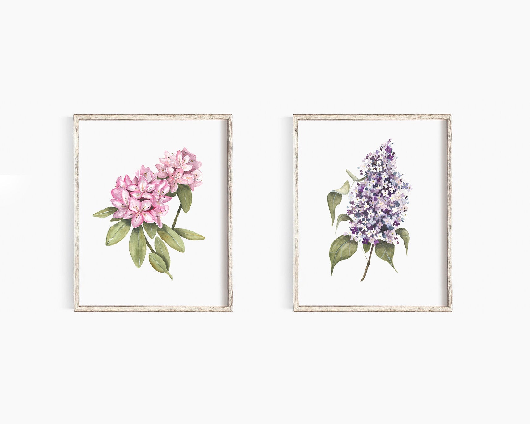 Rhododendron