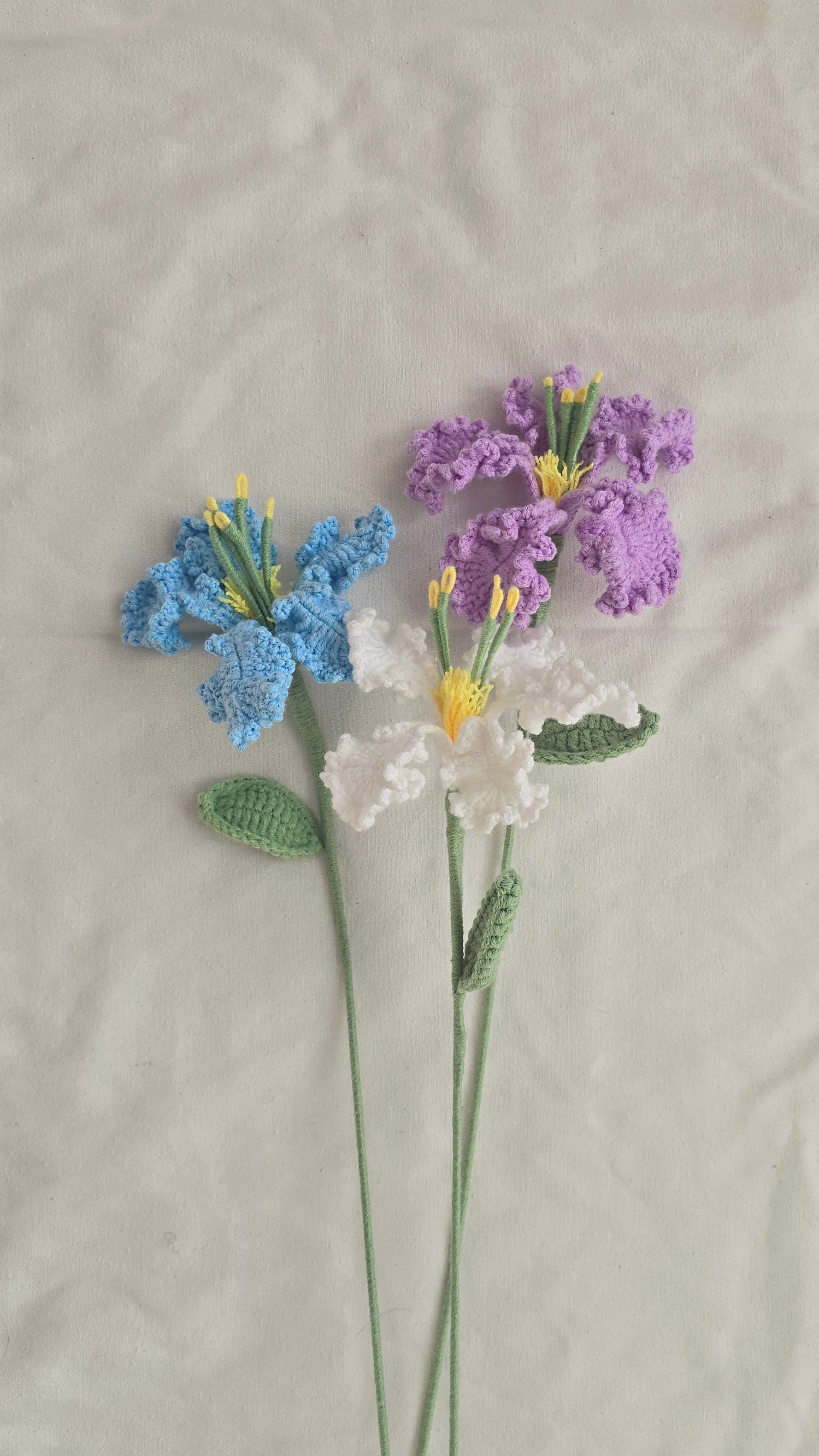 Iris