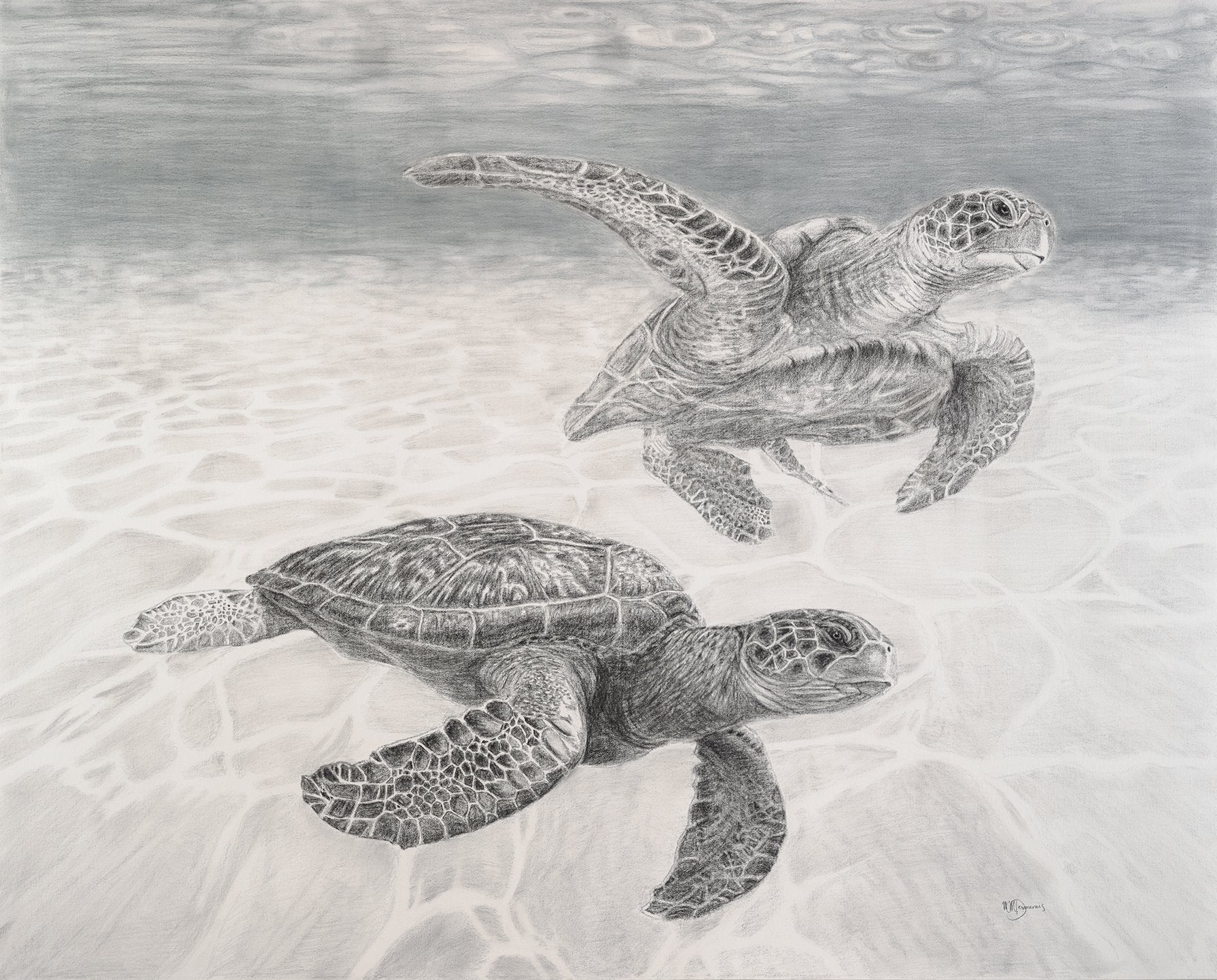 Sea Turtles Illustration - "Social Animal" Collection