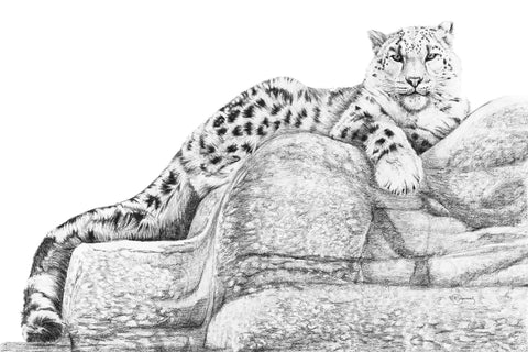 Snow Leopard illustration- collaboration with  La Fondation du Zoo de Granby