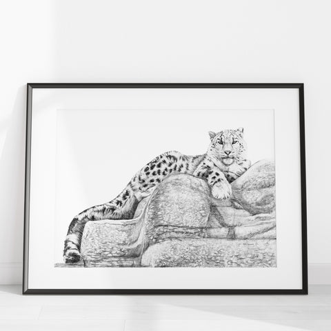 Snow Leopard illustration- collaboration with  La Fondation du Zoo de Granby