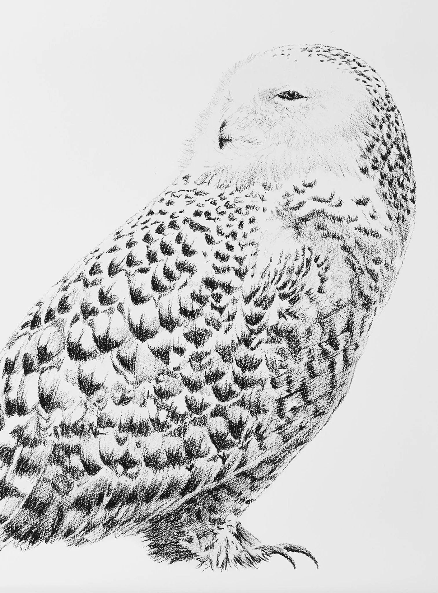 Snowy Owl LE NID atelier illustration art-noise.myshopify.com snowy-owl Snowy Owl LE NID atelier illustration art-noise.myshopify.com snowy-owl