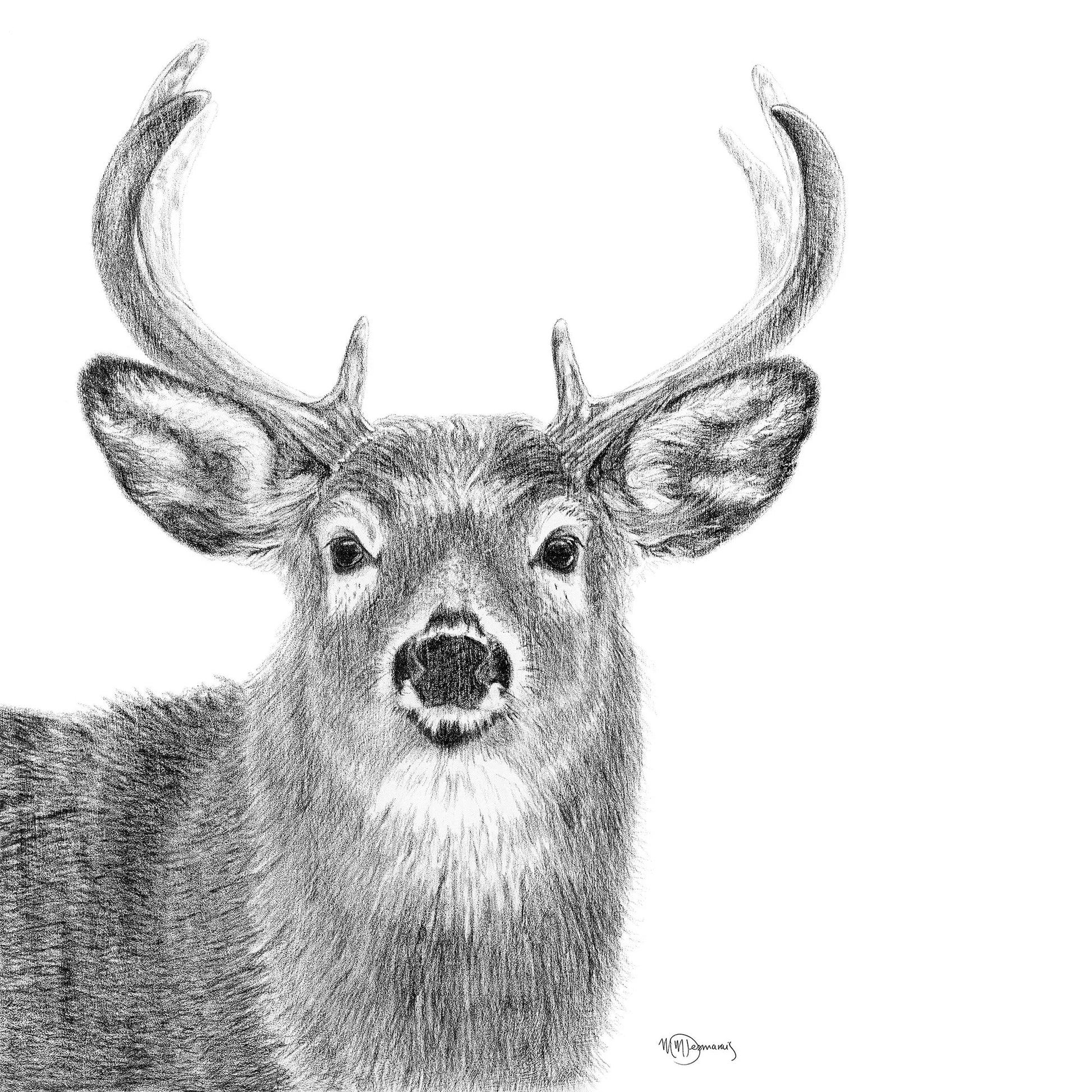 Stag LE NID atelier illustration art-noise.myshopify.com stag Stag LE NID atelier illustration art-noise.myshopify.com stag