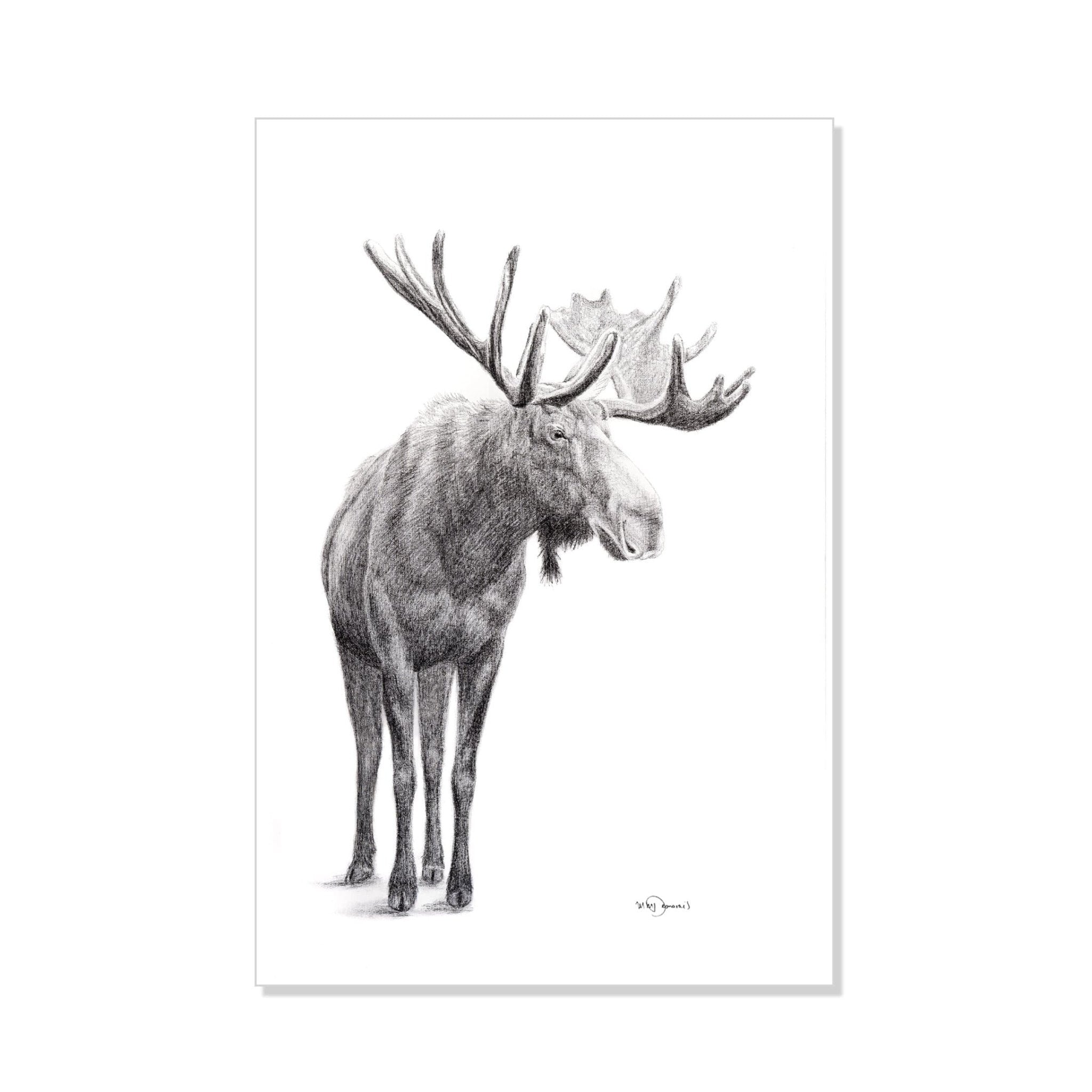 Standing Moose