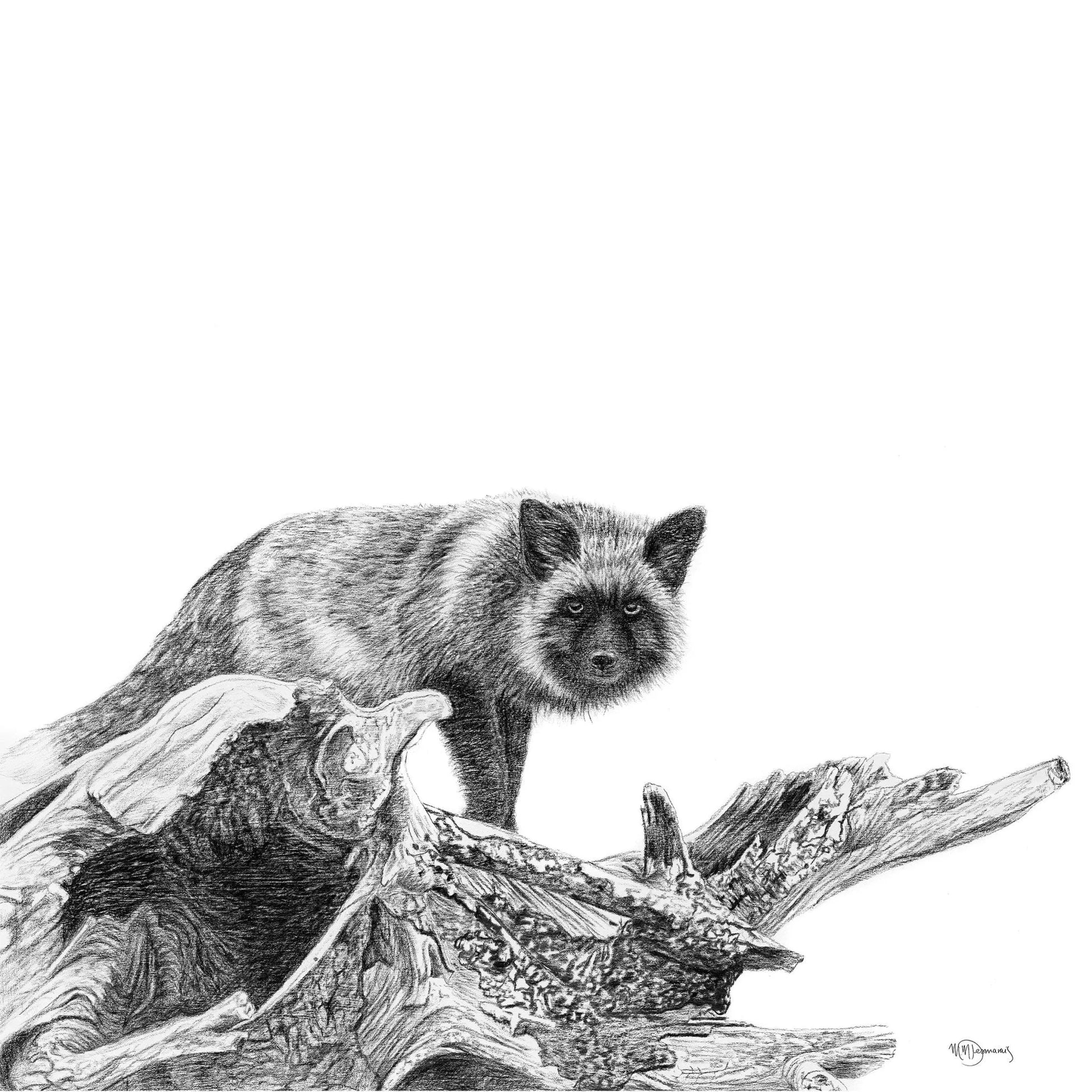 The silver fox LE NID atelier illustration art-noise.myshopify.com the-silver-fox The silver fox LE NID atelier illustration art-noise.myshopify.com the-silver-fox