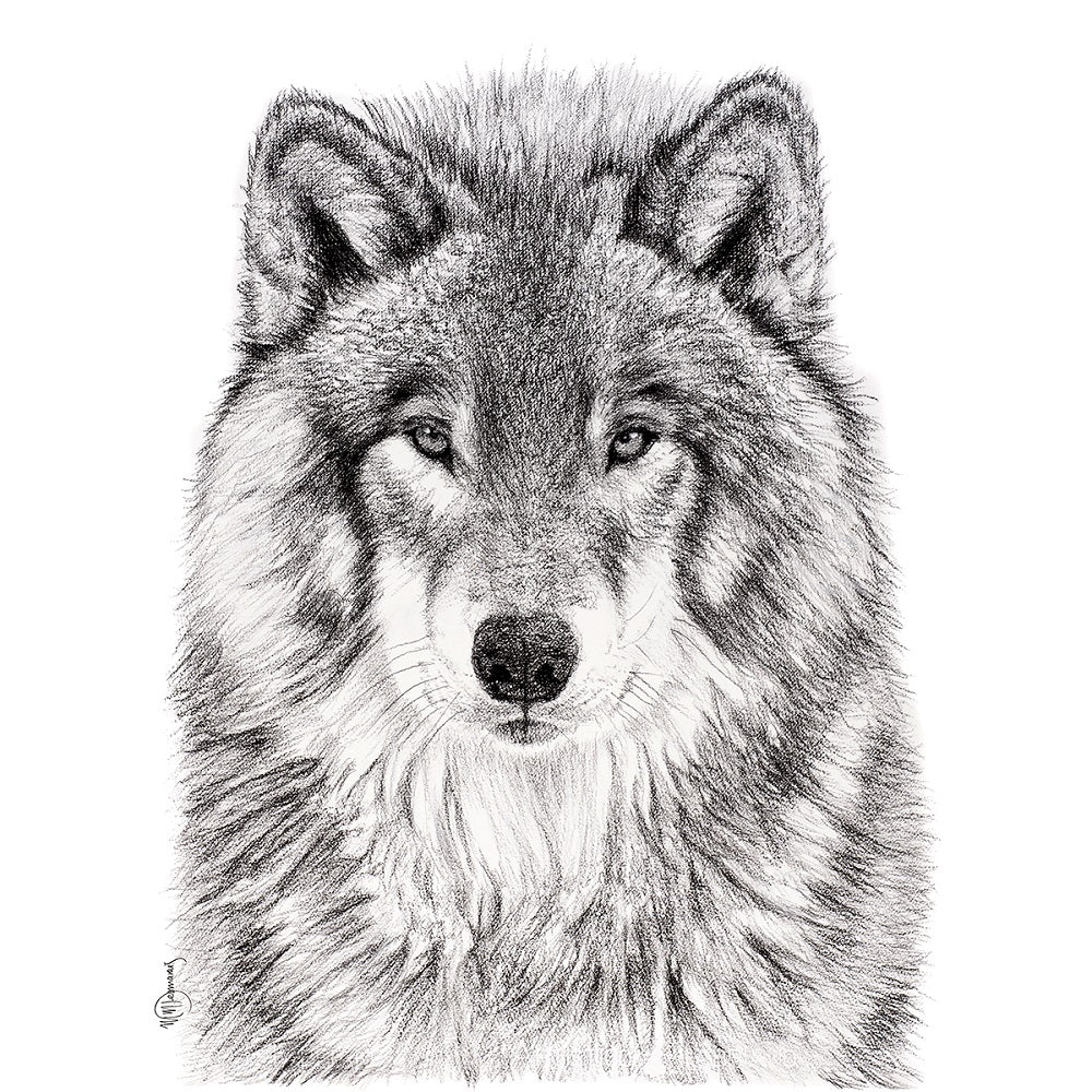 The Wolf Portrait