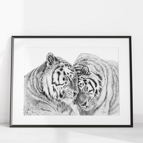 Tigers - Amur Tigers illustration - collaboration with  La Fondation du Zoo de Granby