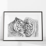  Tigers - Amur Tigers illustration - collaboration with  La Fondation du Zoo de Granby LE NID atelier illustration art-noise.myshopify.com tigers-amur-tigers-illustration-collaboration-with-la-fondation-du-zoo-de-granby