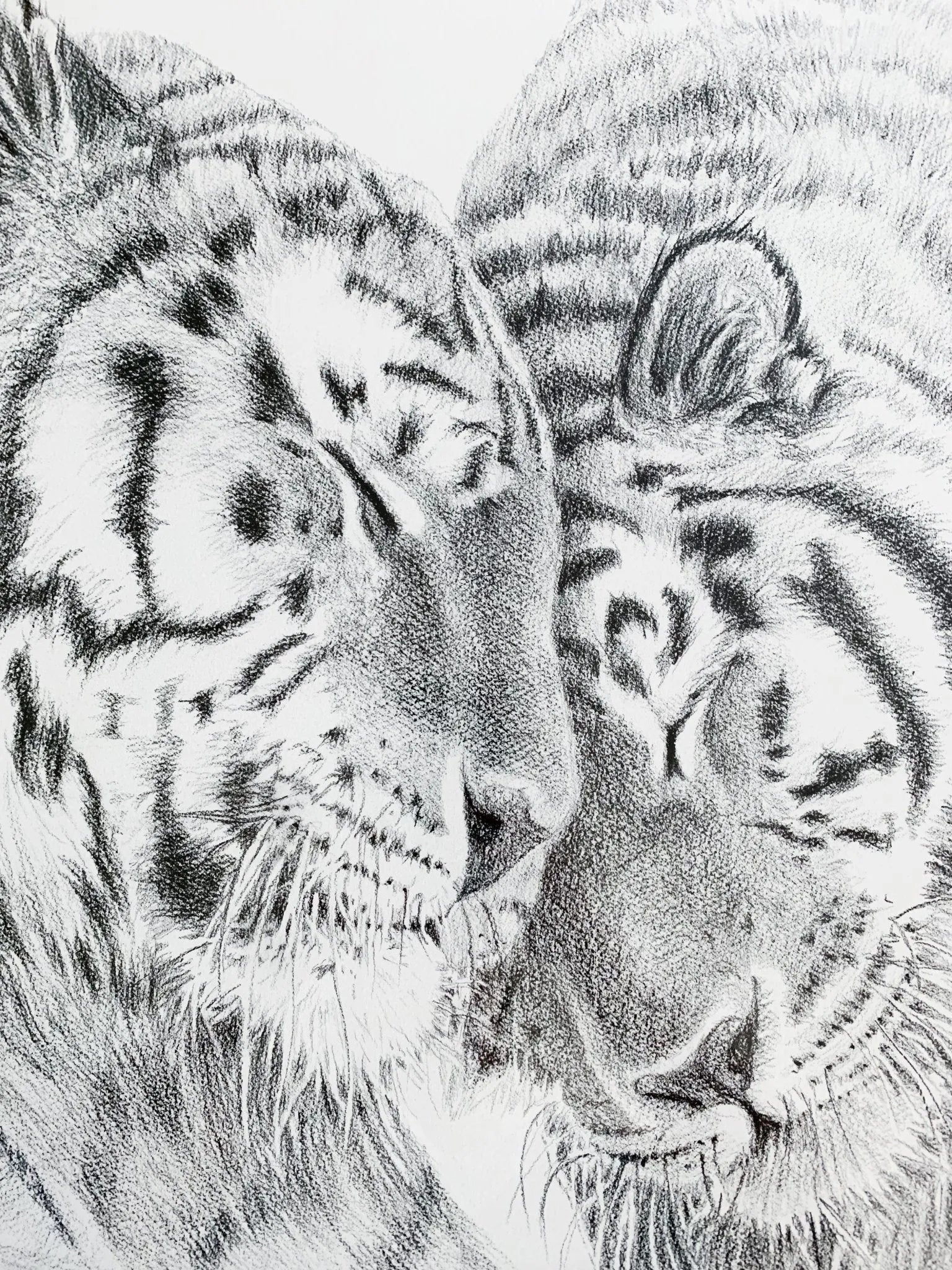  Tigers - Amur Tigers illustration - collaboration with  La Fondation du Zoo de Granby LE NID atelier illustration art-noise.myshopify.com tigers-amur-tigers-illustration-collaboration-with-la-fondation-du-zoo-de-granby