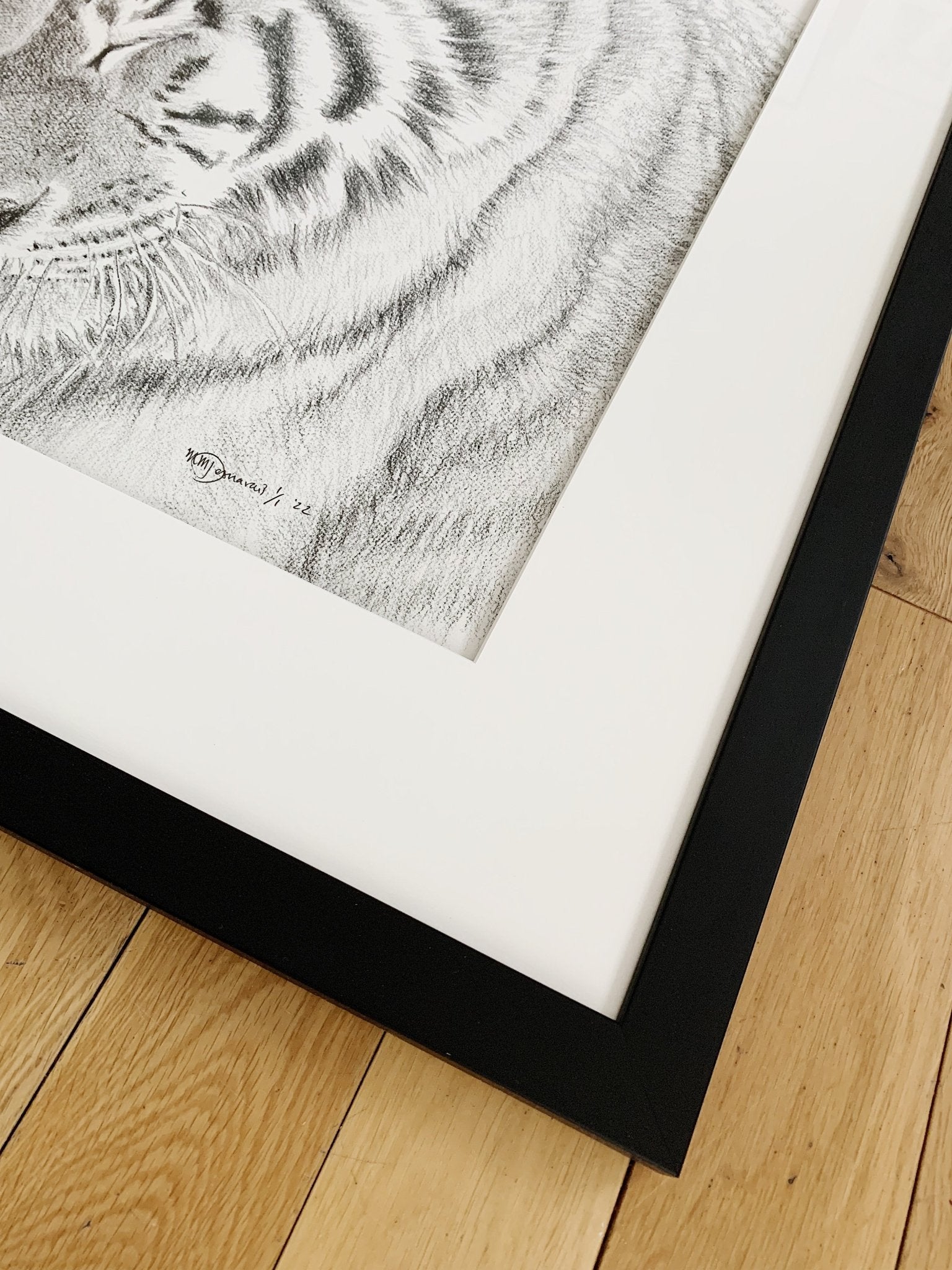 Tigers - Amur Tigers illustration - collaboration with  La Fondation du Zoo de Granby