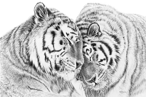 Tigers - Amur Tigers illustration - collaboration with  La Fondation du Zoo de Granby