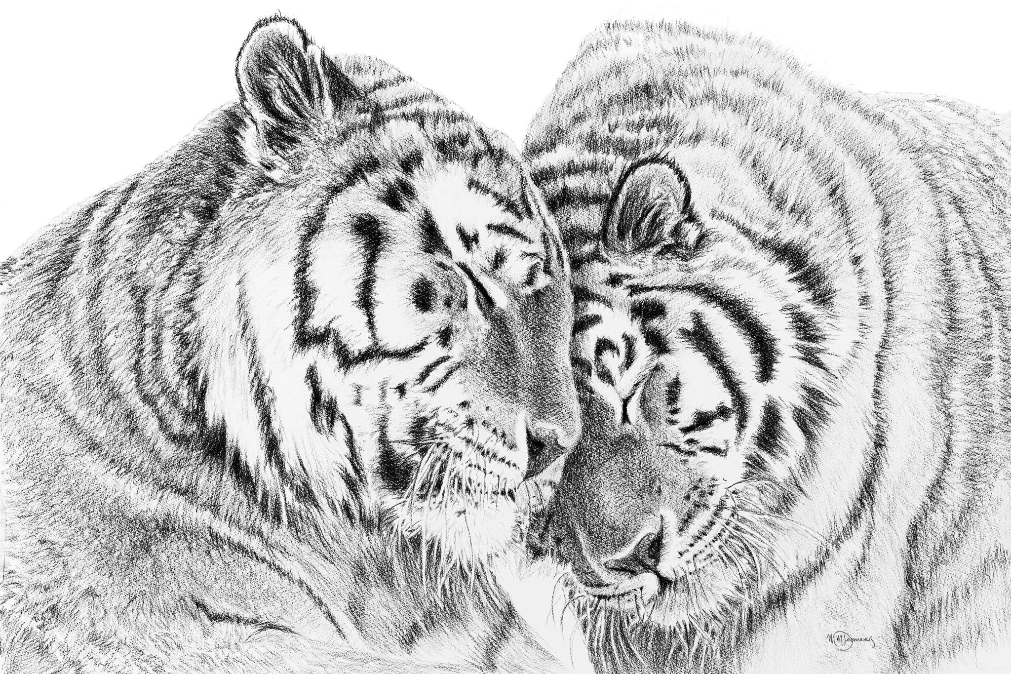  Tigers - Amur Tigers illustration - collaboration with  La Fondation du Zoo de Granby LE NID atelier illustration art-noise.myshopify.com tigers-amur-tigers-illustration-collaboration-with-la-fondation-du-zoo-de-granby