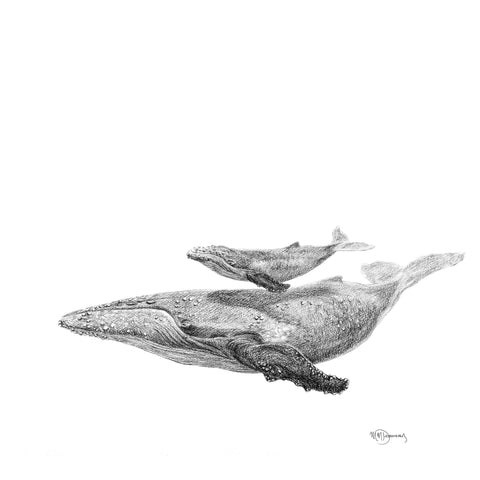 Whale with calf - illustration
