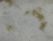 Tibetan Paper & Handicraft - Himalayan Lokta paper - Vegetable Texture - 20x30" - Art Noise
