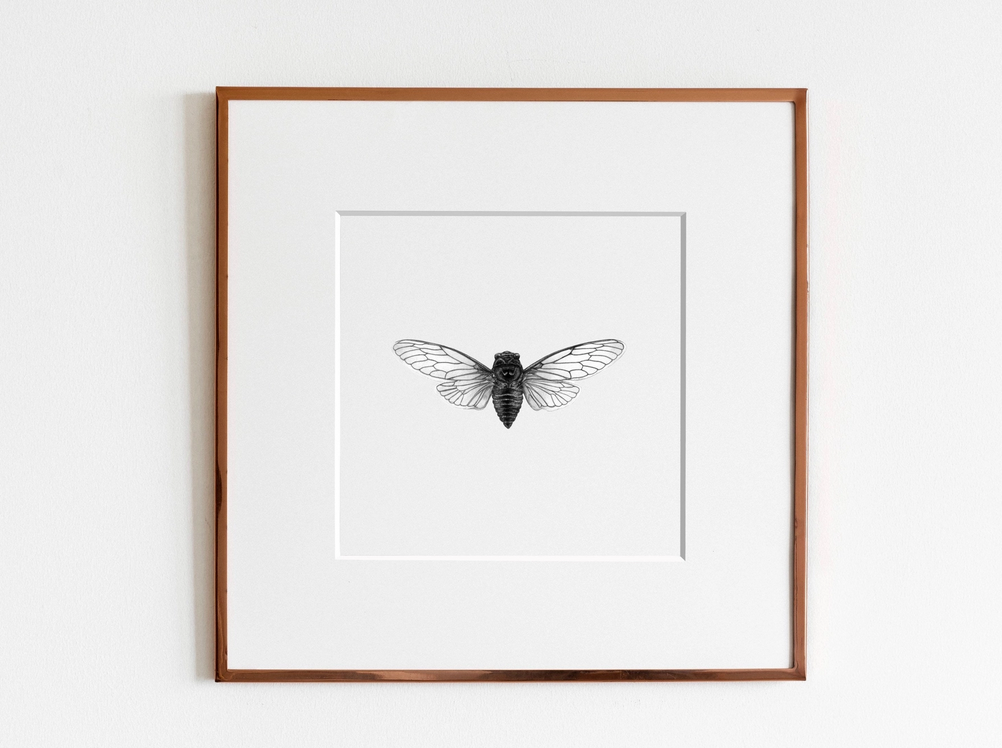 ElizabethAnnFrancis - Canadian Cicada (Okanagana canadensis) Print